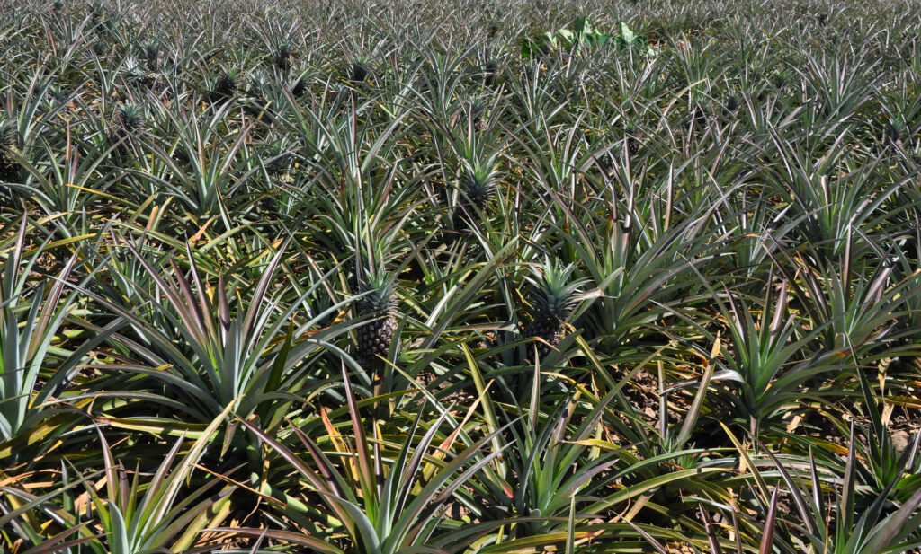 Besania Sacco