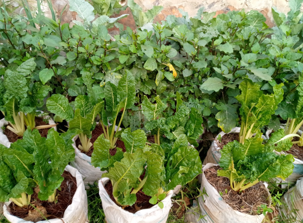 Mini Garden 14