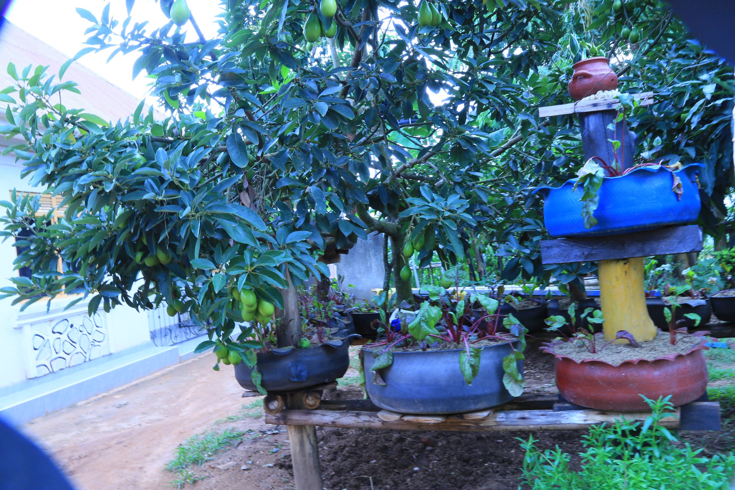 Mini Garden 4