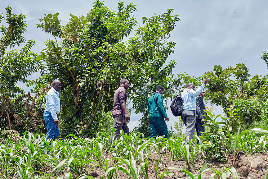 Maize Plantation