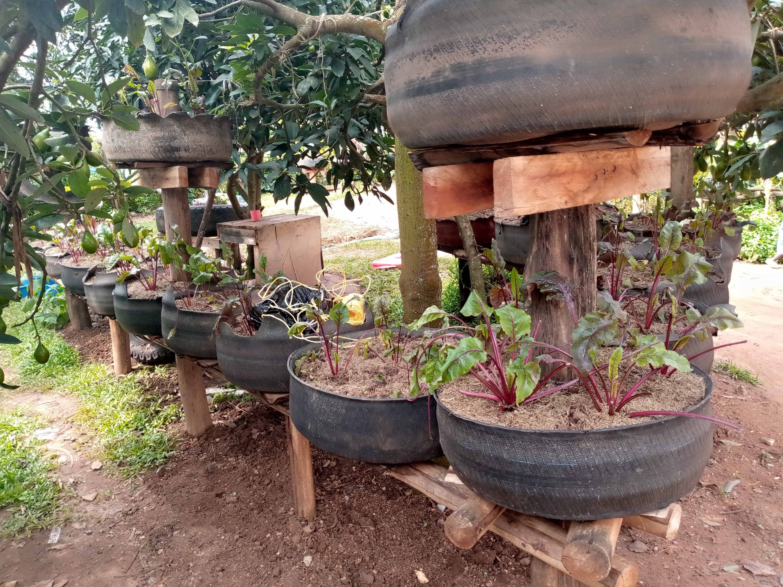 Mini Garden 11