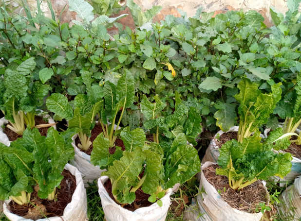 Mini Garden 14