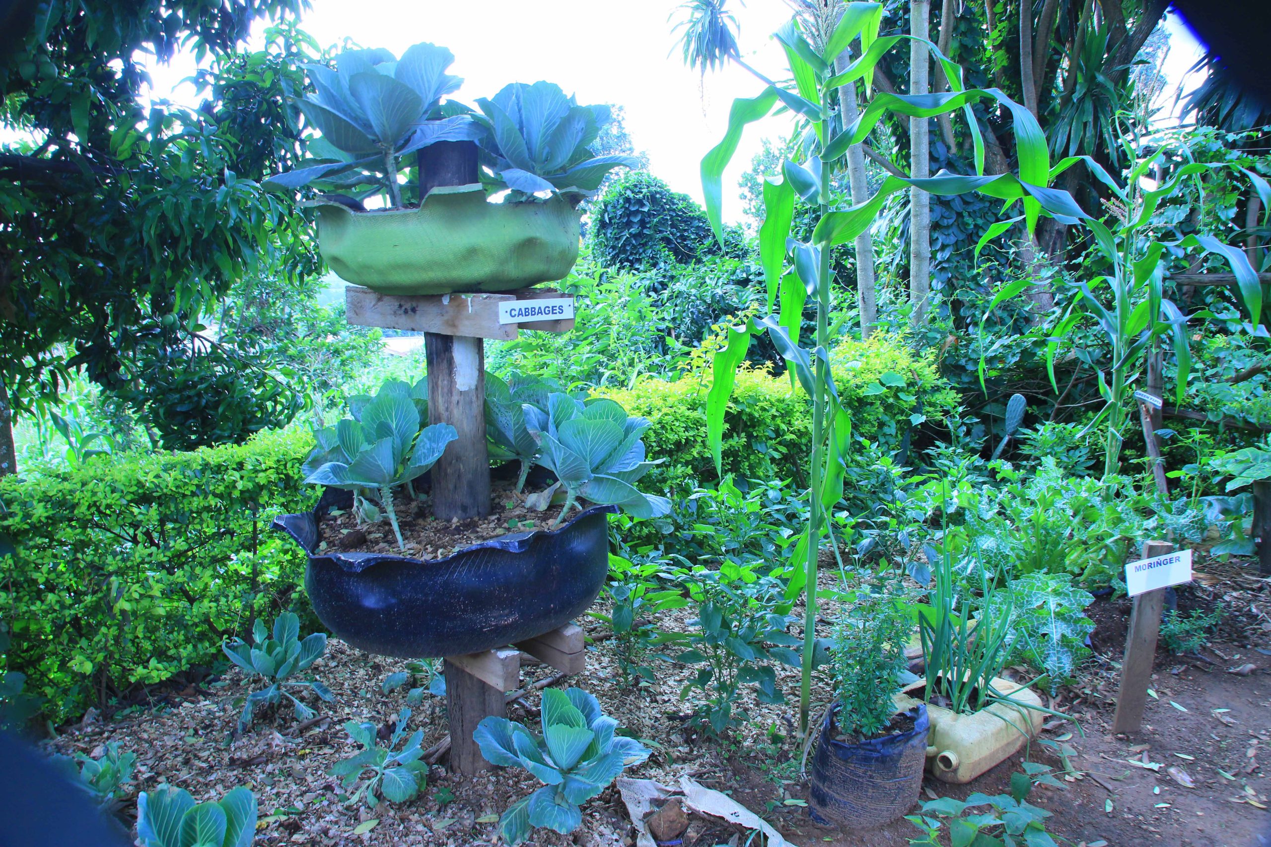Mini Garden 5